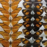Una cassetta entomologica, parte della collezione del Museo Civico Craveri di Storia Naturale di Bra (Cuneo) | Foto F. Andreone 